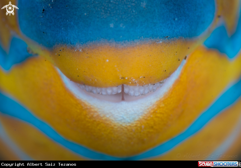 A Parrotfish