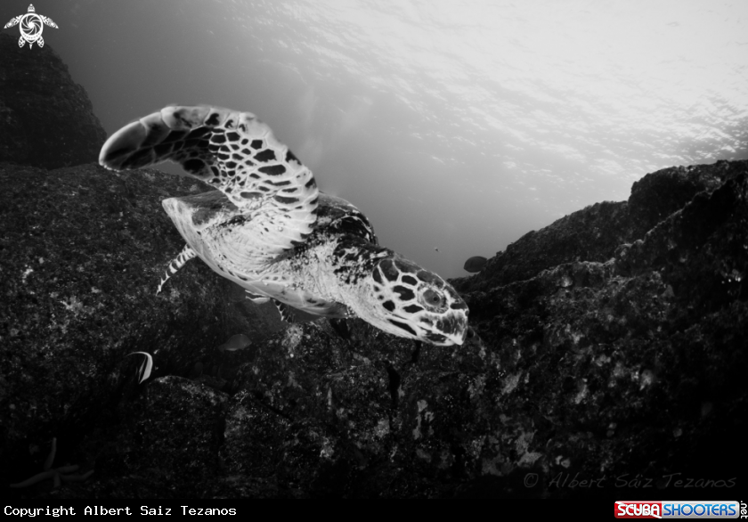 A Hawksbill Turtle
