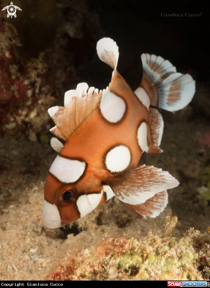 A Juvanilis Spotted Sweetlips,Dolcilabbra maculato,livrea giovanile