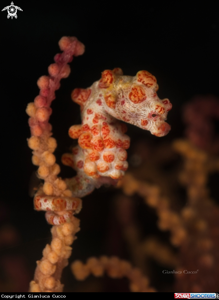 A Pygmy sea horse,Cavalluccio pigmeo