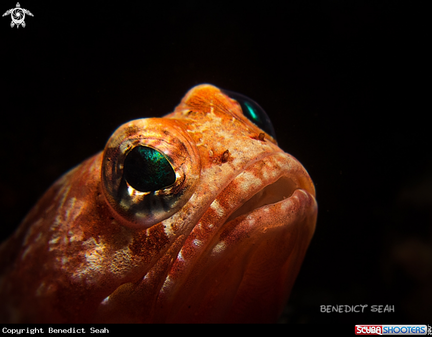 A Jaw fish