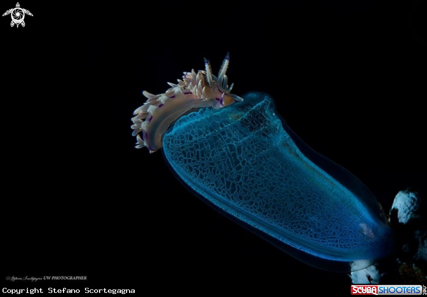 A Flabellina