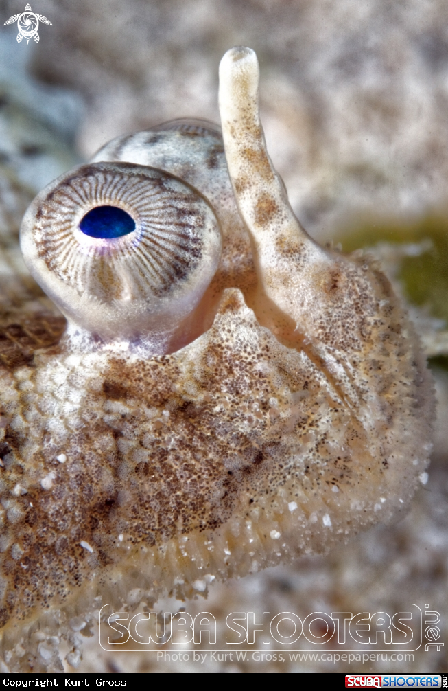 A Flunder