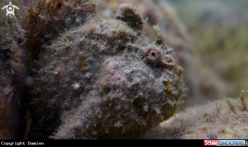 A Frogfish