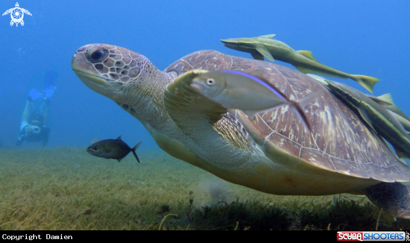 A Green turtle