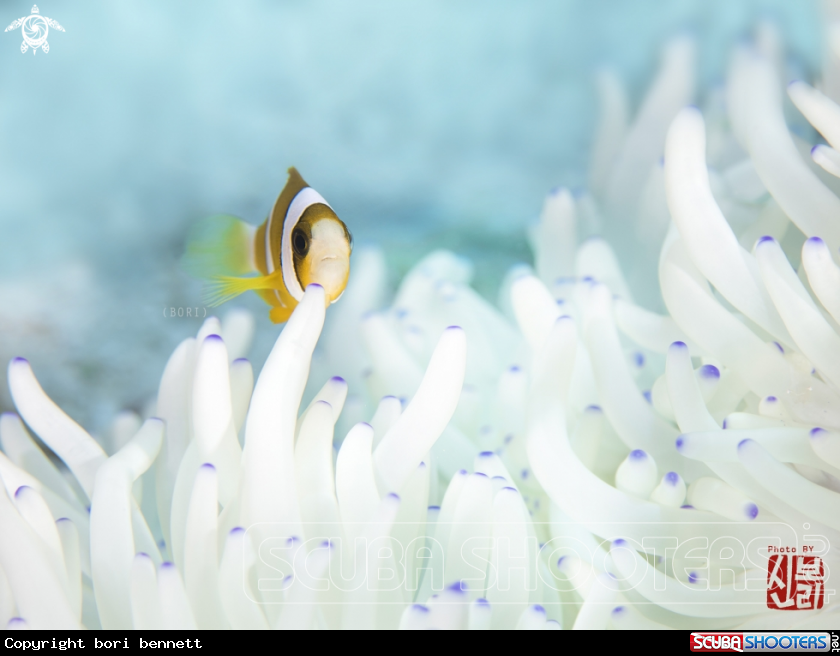 A anemonefish