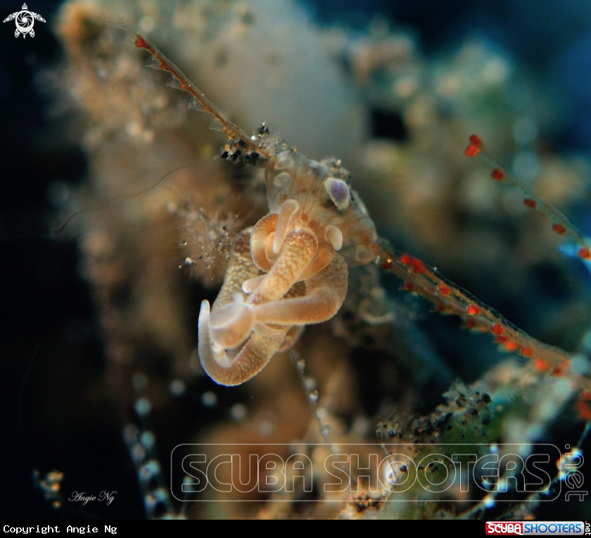 A Nudibranchs