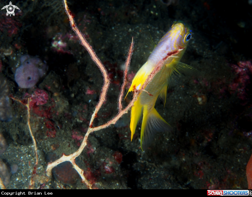 A Pomacentridae