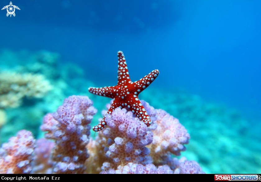 A Star fish