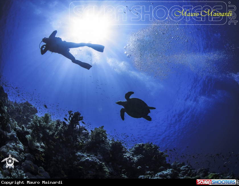 A The turtle and the man