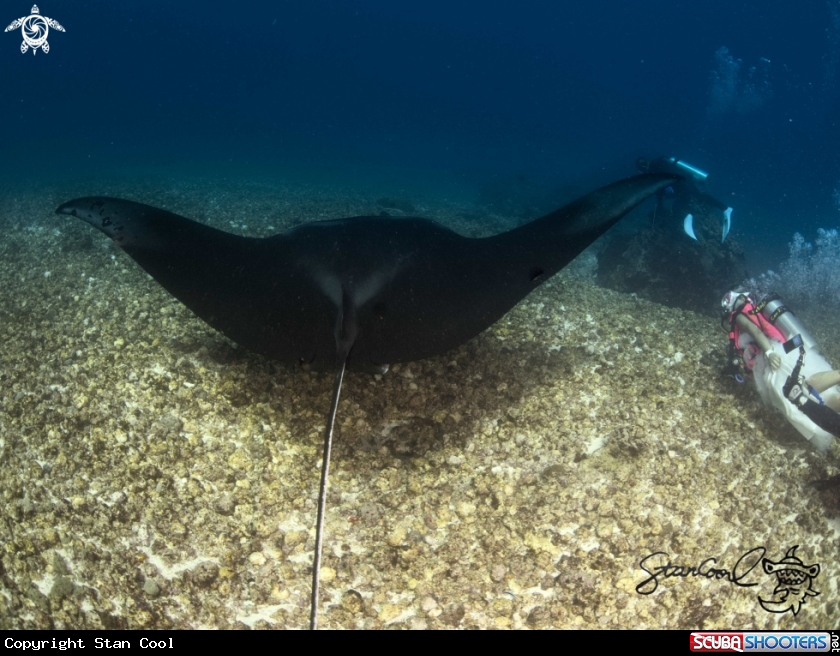 A Black manta ray