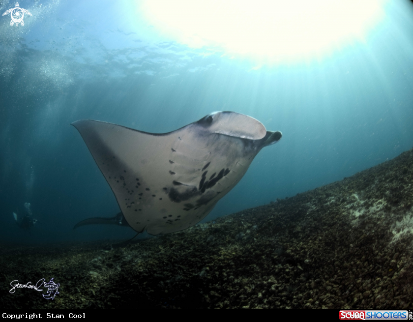A black manta ray