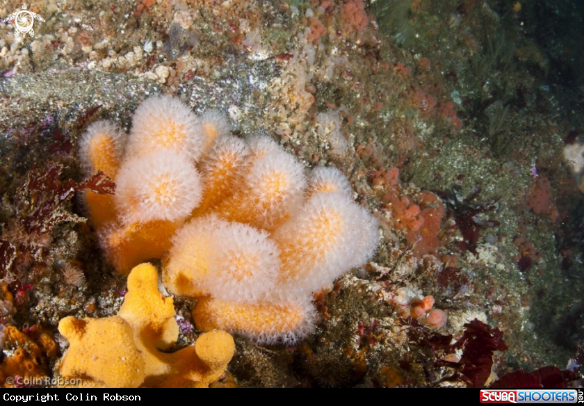 A underwater creature