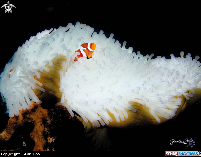 A Nemo