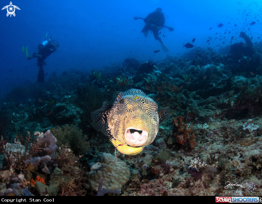 A box fish