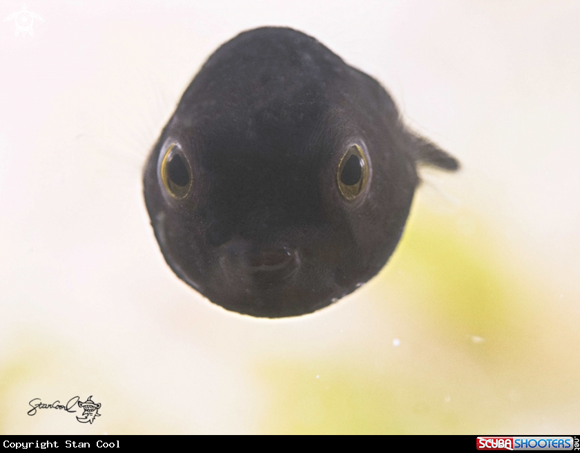 A little boxfish