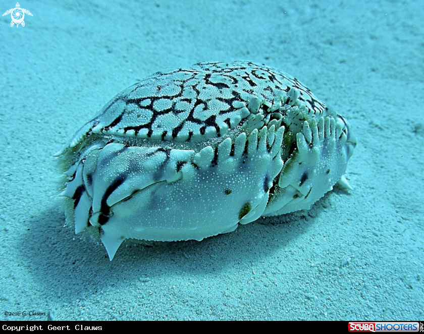 A Box Crab