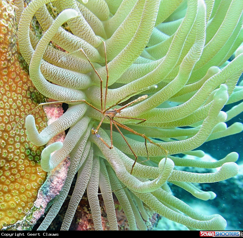 A Arrow Crab