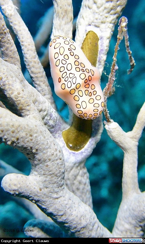 A Flamingo Tongue
