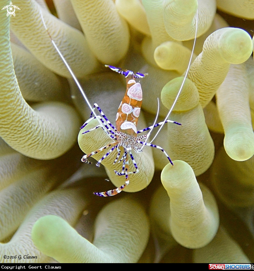 A Anemone Shrimp