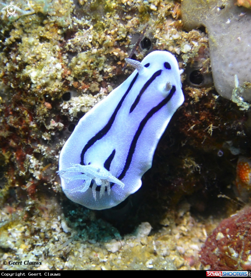 A Nudibranch