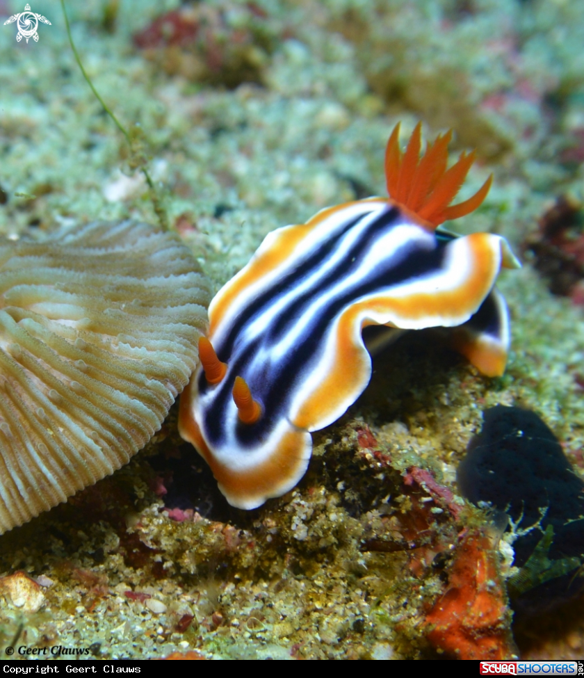 A Nudibranch
