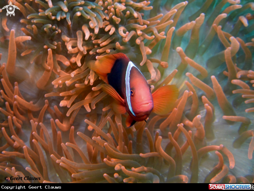 A Clownfish