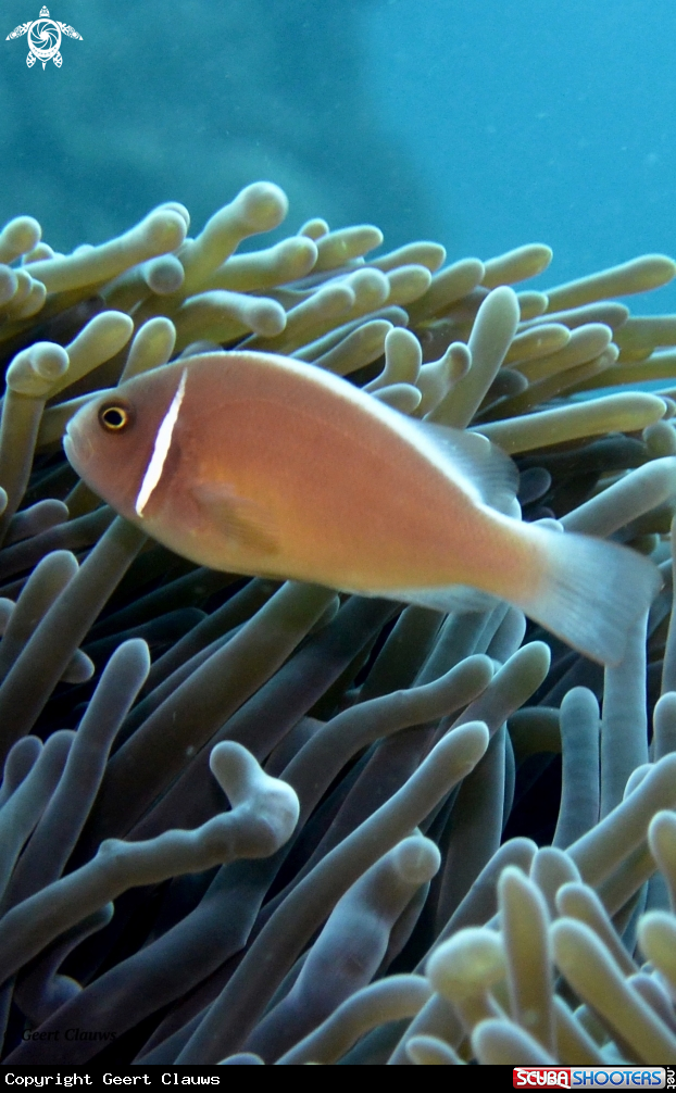A Clownfish