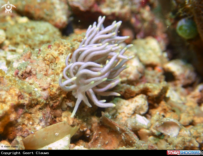 A Nudibranch