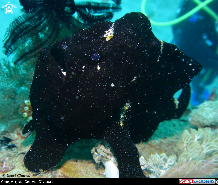 A Frogfish