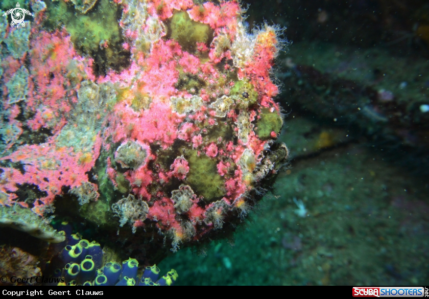 A Frogfish