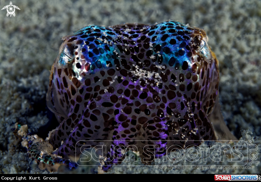 A Bobtail squid