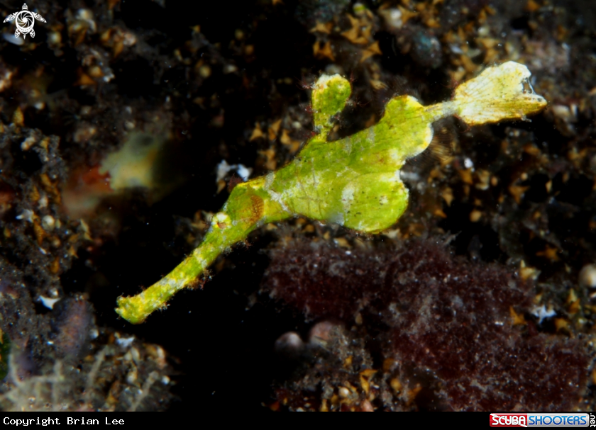 A Robust ghost pipefish