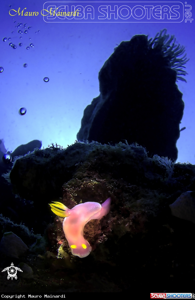 A Nudi & snoot