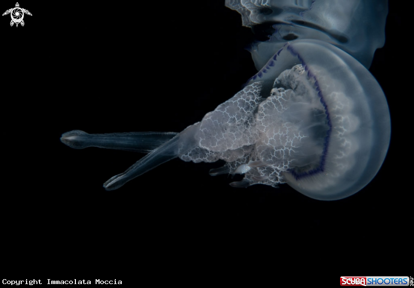 A Pianeta rhizostoma