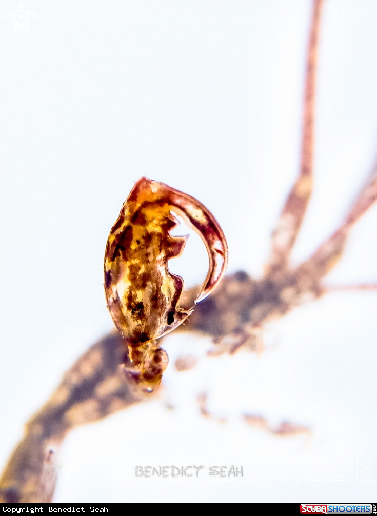 A Skeleton shrimp 