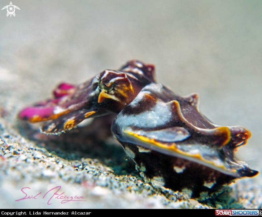 A flamboyant cuttlefish
