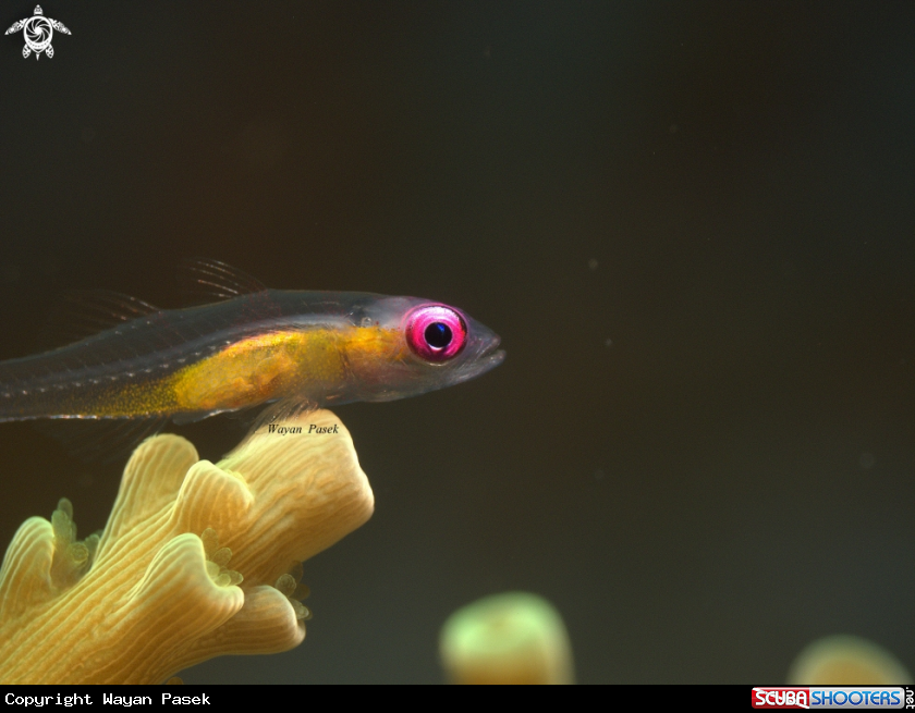 A Pink eyes goby