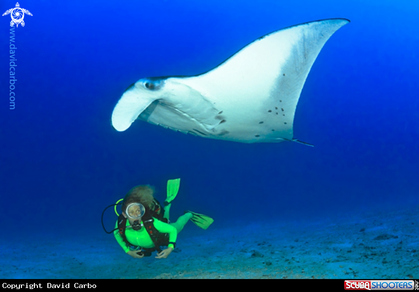 A Manta birostris
