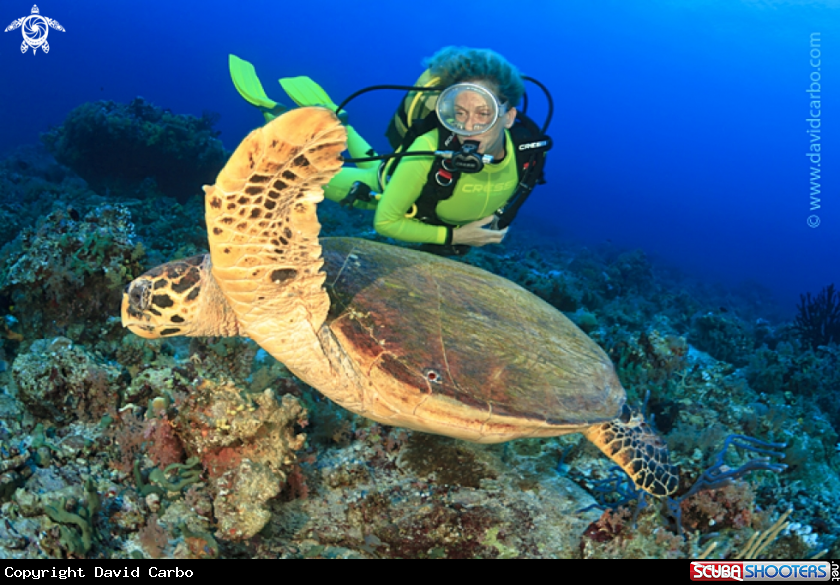 A Green turtle