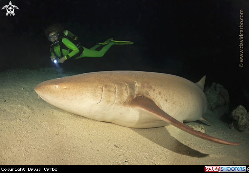 A Shark at night