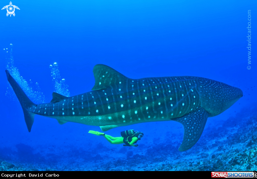 A Rincodon tipus