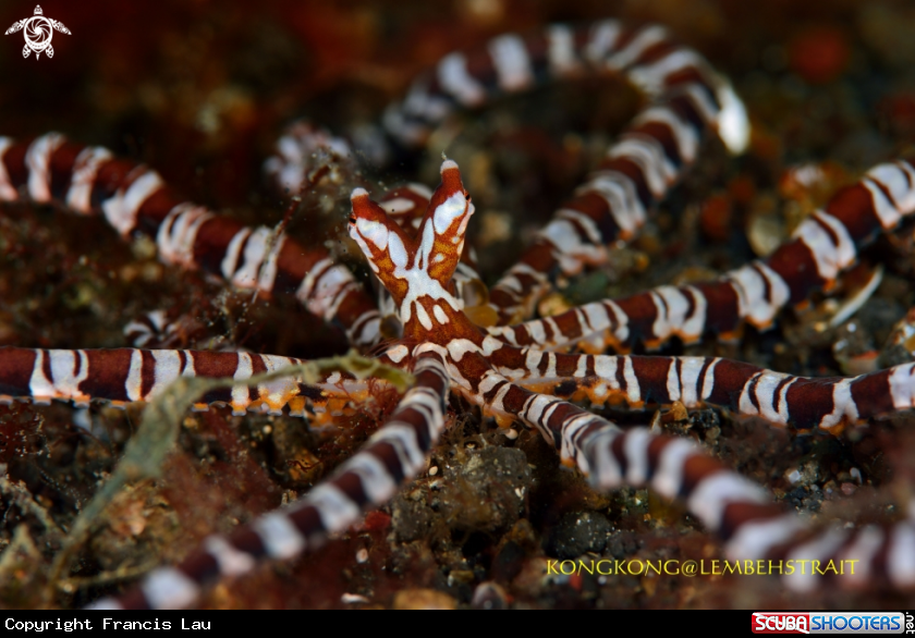 A Wonderpus Octopus