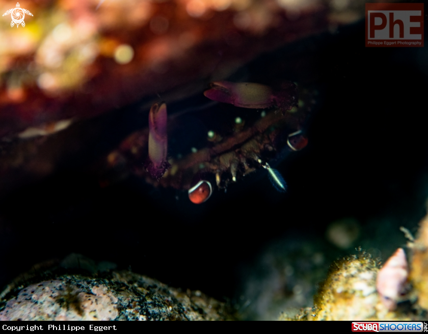 A A crab :)