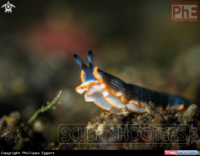 A Nudibranch