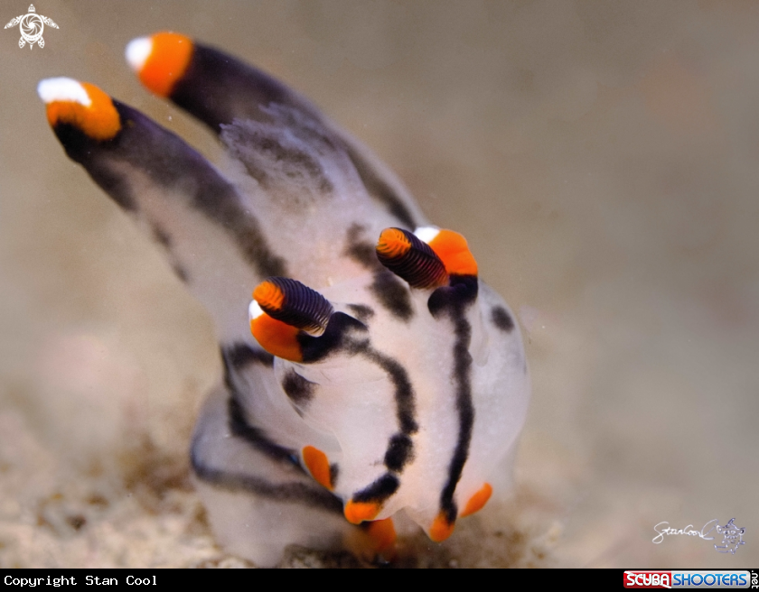 A Nudi branch