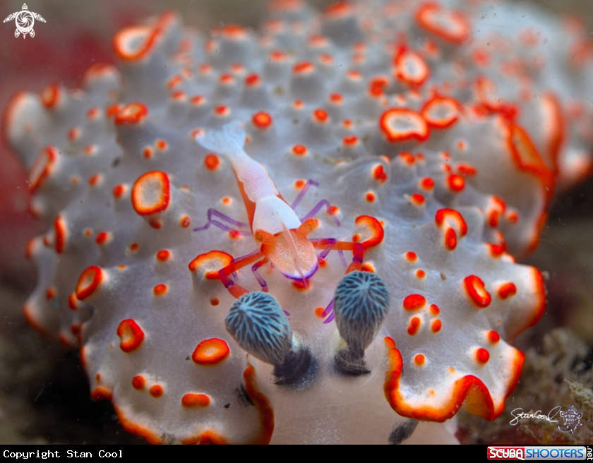 A Nudi Branch