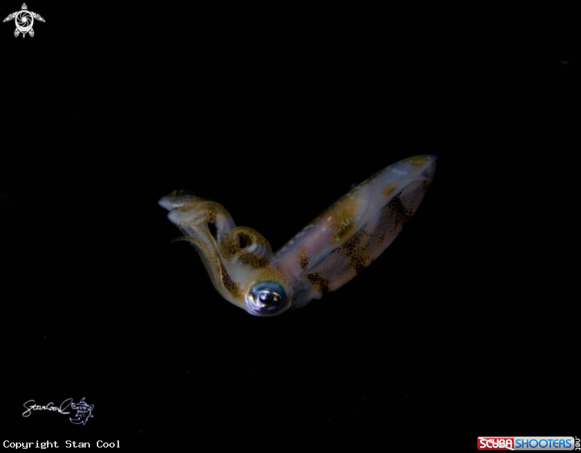 A Squid