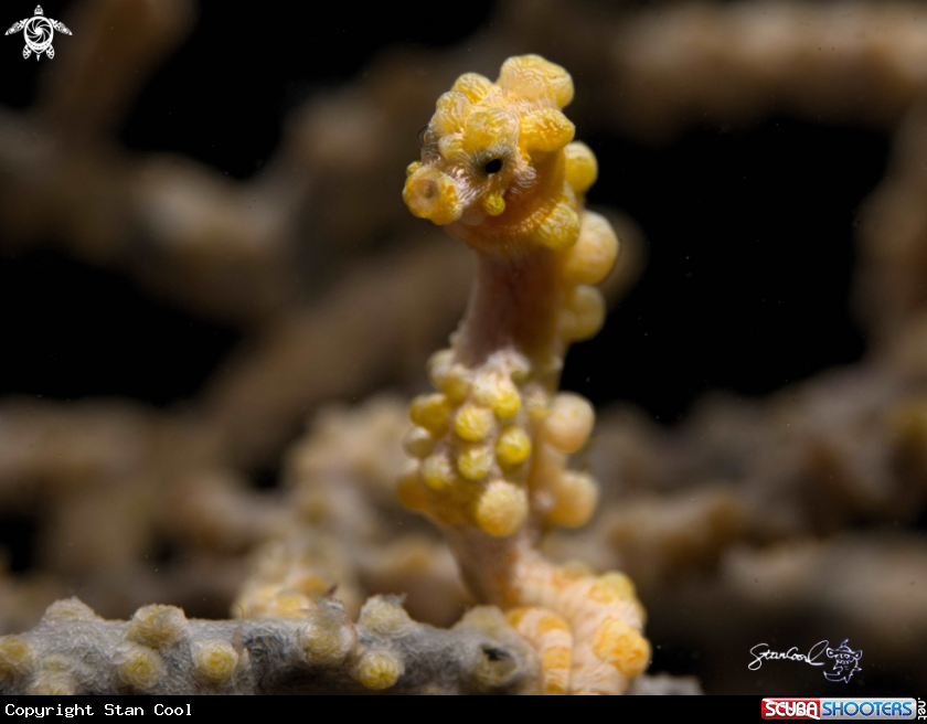 A Pygmic seahorse