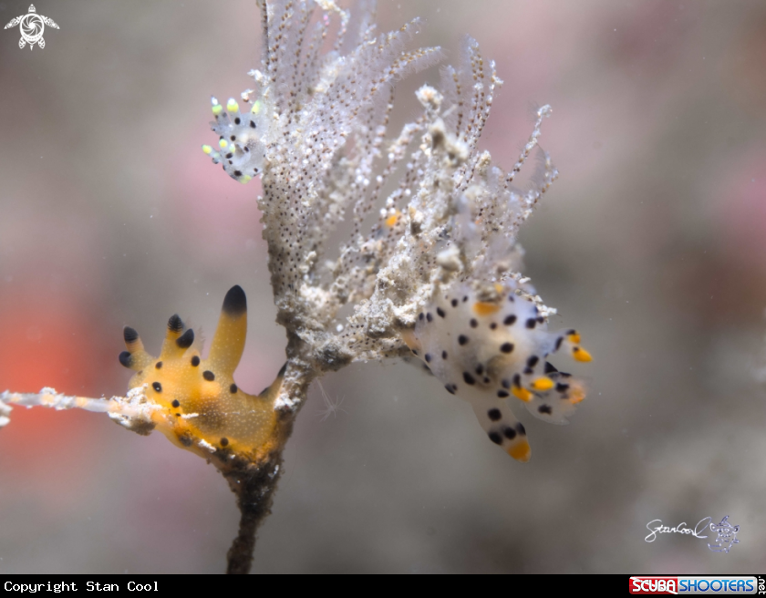 A Nudi branch